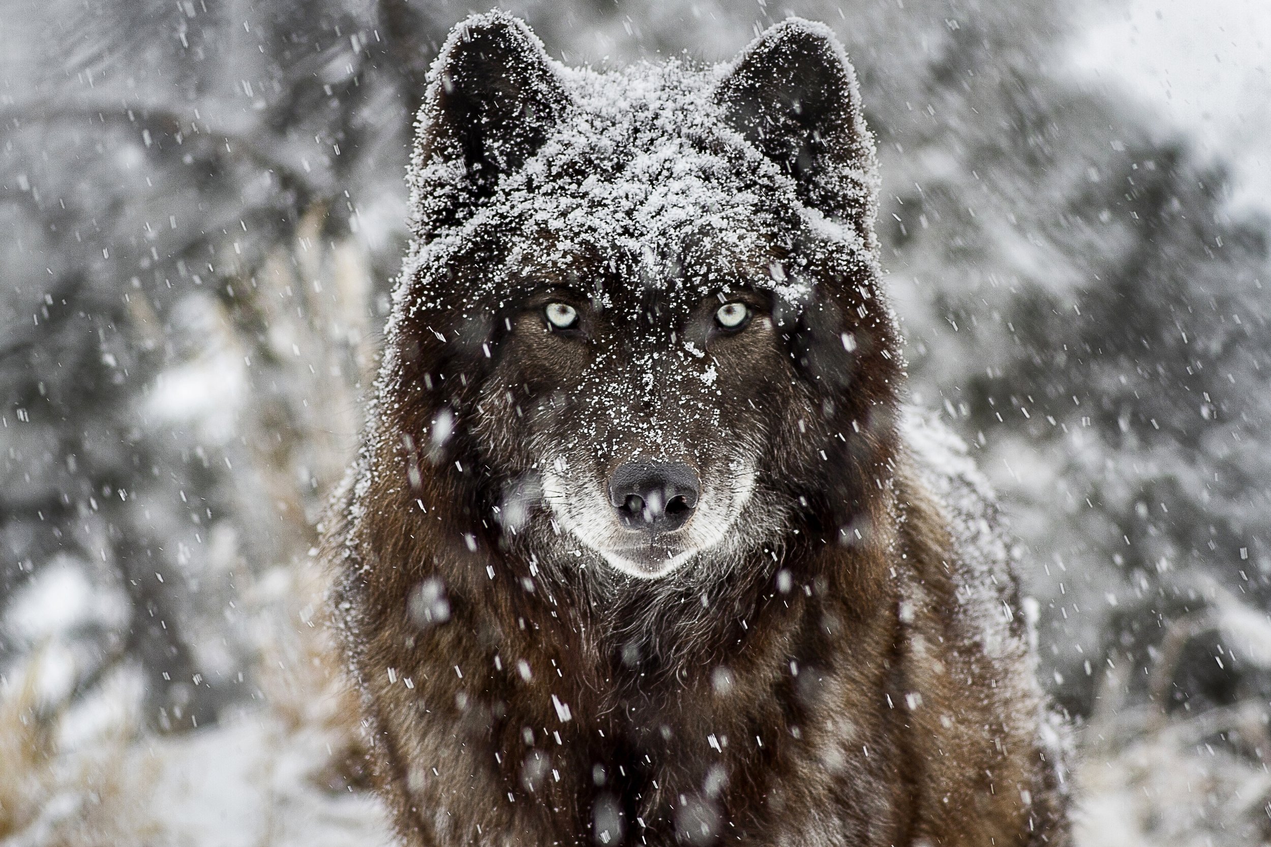 Wolf