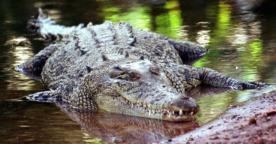 Krokodil Aligator
